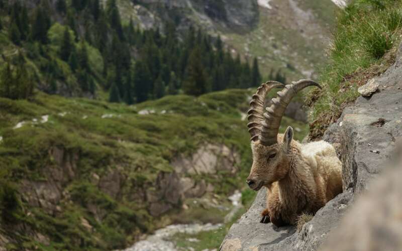 Schönblick Tux Logo Neu Zillertal